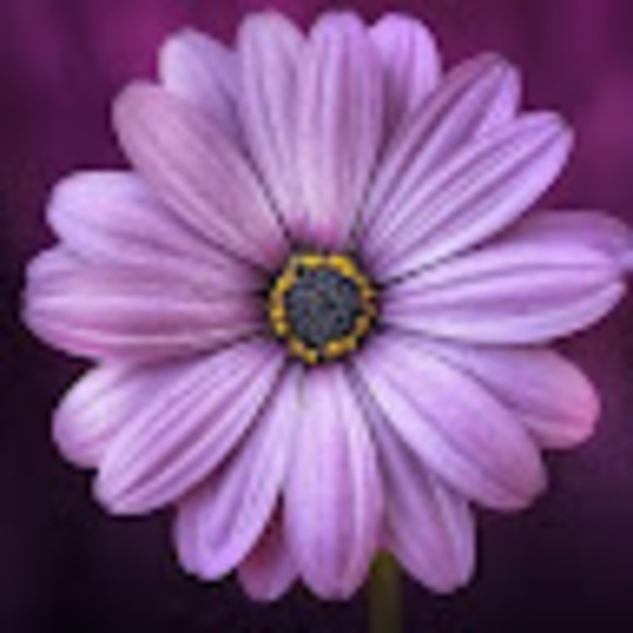 vickiwarner977